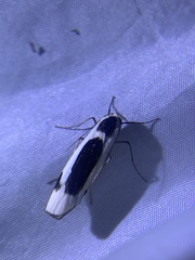 Thysanoptyx incurvata
