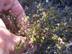 Erica rigidula