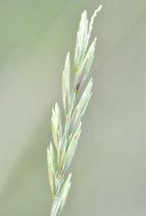 Elymus lanceolatus