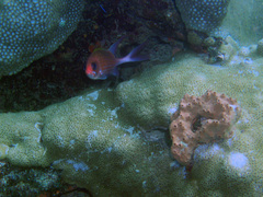 Holocentrus adscensionis