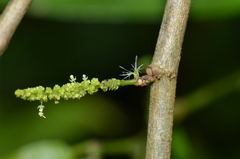 Acalypha diversifolia