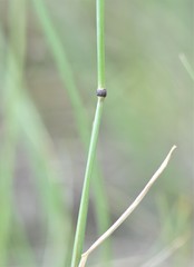 Elymus lanceolatus