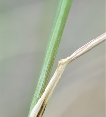 Elymus lanceolatus