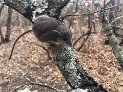 Peromyscus attwateri