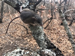 Peromyscus attwateri