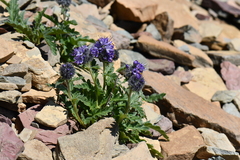 Phacelia lyallii