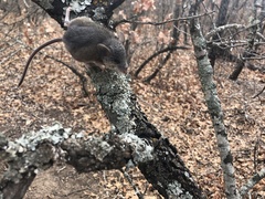 Peromyscus attwateri