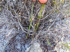 Erica rigidula