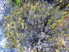 Erica rigidula