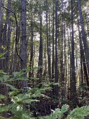 Sequoia sempervirens