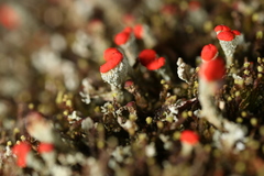 Cladonia incrassata