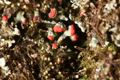 Cladonia incrassata