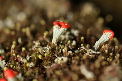 Cladonia incrassata