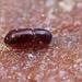 Redbay Ambrosia Beetle - Photo (c) Kit Law, some rights reserved (CC BY-NC), uploaded by Kit Law