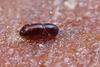 Redbay Ambrosia Beetle - Photo (c) Kit Law, some rights reserved (CC BY-NC), uploaded by Kit Law