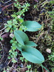 Piperia