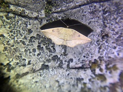 Entomopteryx rubridisca