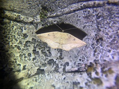 Entomopteryx rubridisca