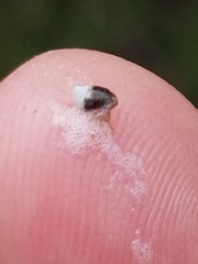 Clastoptera undulata