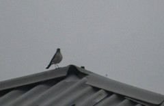 Muscisaxicola alpinus