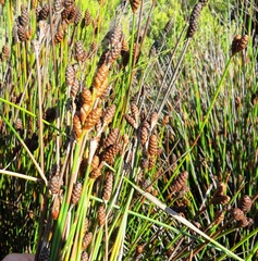 Nevillea obtusissima