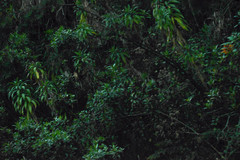 Siphocampylus giganteus