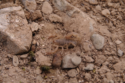 Stripe-tailed Scorpion photo 6