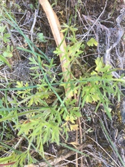 Ranunculus ollissiponensis