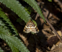 Enchoria lacteata