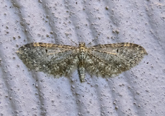 Eupithecia olivacea