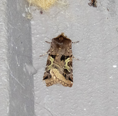 Cerastis enigmatica