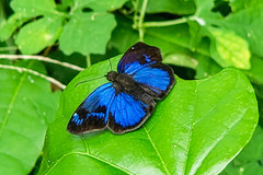 Paches loxus gloriosus