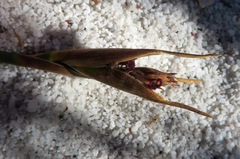 Nevillea obtusissima