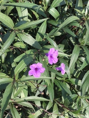 Ruellia simplex
