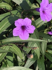 Ruellia simplex
