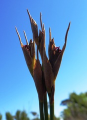 Nevillea obtusissima