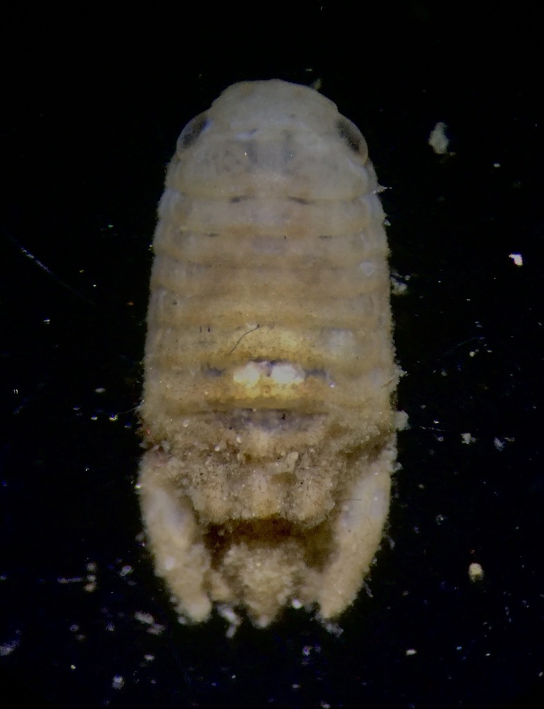 Paracerceis spinulosa