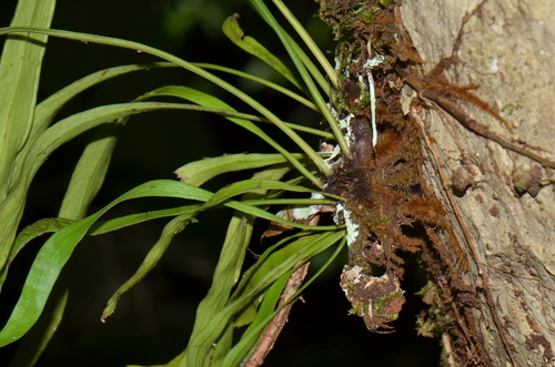 Ananthacorus angustifolius image