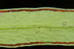 Ananthacorus angustifolius