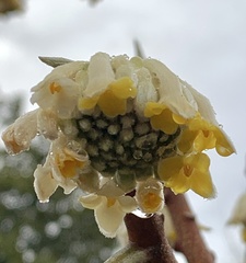 Edgeworthia