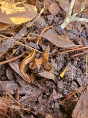 Eurycea chamberlaini