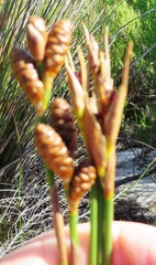 Nevillea obtusissima