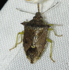 Podisus thomasi