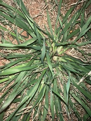 Digitaria velutina