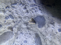 Diduga nantouensis