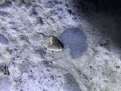Diduga nantouensis