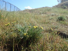 Lomatium caruifolium caruifolium