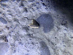Diduga nantouensis