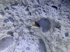 Diduga nantouensis