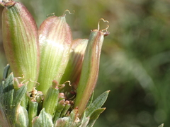 Lomatium caruifolium caruifolium
